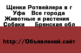 Щенки Ротвейлера в г.Уфа - Все города Животные и растения » Собаки   . Брянская обл.